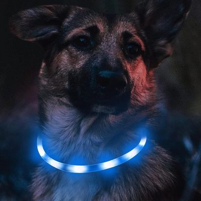Collier LED Chien Bleu Rechargeable USB-C, 3 Modes, Tous Tailles