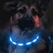 Collier LED Chien Bleu Rechargeable USB-C, 3 Modes, Tous Tailles