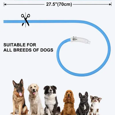 Collier LED Chien Bleu Rechargeable USB-C, 3 Modes, Tous Tailles