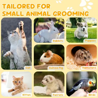 Coupe Griffes Chat/Chien - Lame Inox Vétérinaire, Facile pour Débutants