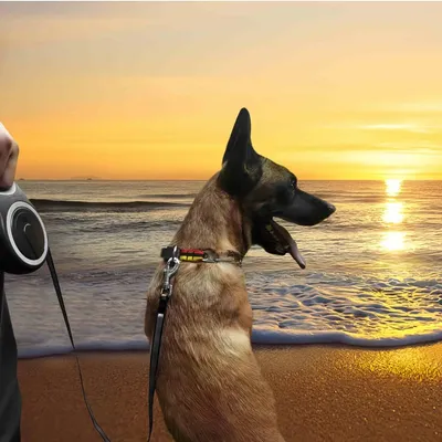 FurryFusion Corde télescopique pour chien