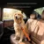 FurryFusion Ceinture de sécurité pour animaux de compagnie