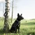 MCBOSON Laisse de Dressage pour Chiens RéfléchissanteCrochet Verrouillable