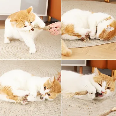 Lot de 3 Bâtonnets Herbe à Chat - Hygiène Dentaire