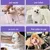 FurryFusion Spray désodorisant pour animaux de compagnie