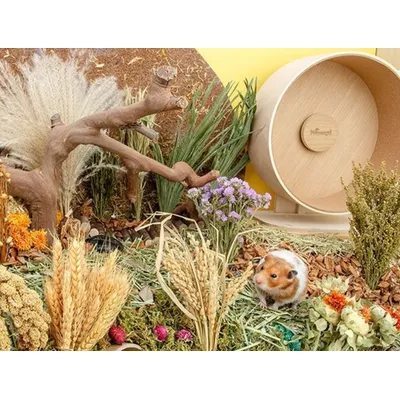 FurryFusion Grains de céréales pour hamsters