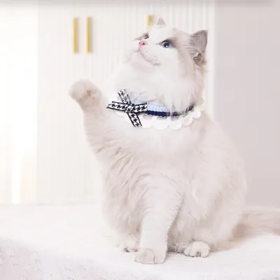 MCBOSON Collier en foulard pour chat mignon Bleu, S