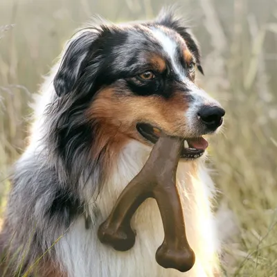 FurryFusion Bâtonnet de dentition pour chien