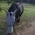FurryFusion Masque anti - moustiques pour cheval FurryFusion Masque anti - moustiques pour cheval