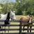 FurryFusion Masque anti - moustiques pour cheval FurryFusion Masque anti - moustiques pour cheval