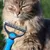 Brosse Double Face Chien Chat - Râteau Sous-Poils pour Poils Moyens/Longs