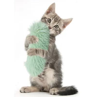 FurryFusion Oreiller en peluche pour chats