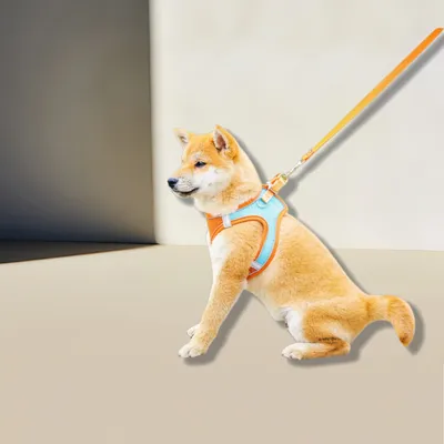 MCBOSON Harnais + Laisse Chat & Chiot : Anti-Fuite, Réglable, Confortable