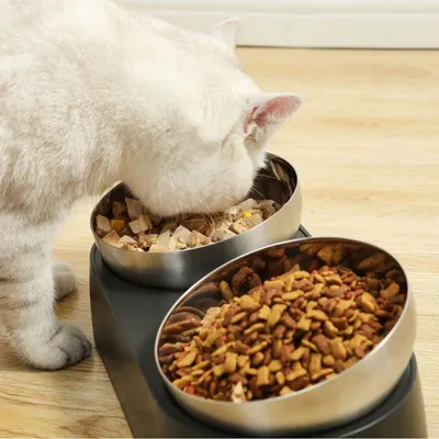 MCBOSON Bol surélevé en inox pour chats/chiens : Inclinaison 0/15°