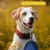 FurryFusion Bol multifonctionnel en silicone pour animaux de compagnie