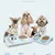 FurryFusion Double bol pour chat et chien