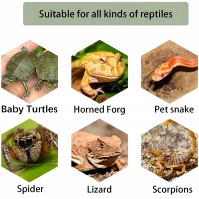 FurryFusion Plateforme d'escalade pour tortues