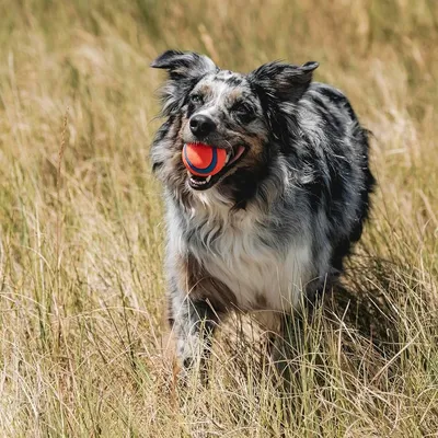 MCBOSON Taille moyenne lot de 2 toutes races ultra balls jouet chien