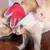 MCBOSON Guantes cuidado mascotas (paquete 2): eficaces gatos, perros