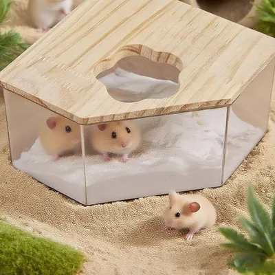 FurryFusion Cabine de bain pour hamster