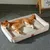 MCBOSON Niche Chien/Chat Oxford + Canapé Frais  Étanche 4 Saisons