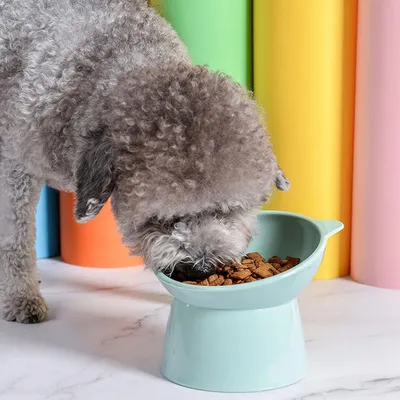 Gamelle Inclinée Surélevée Chat Anti-Vomissement