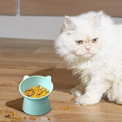 Gamelle Inclinée Surélevée Chat Anti-Vomissement