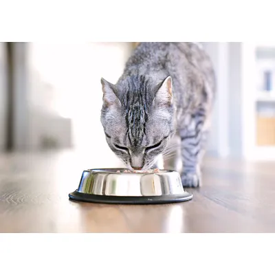 Felichef - Mousse Bio Sans Céréales Volaille Chat