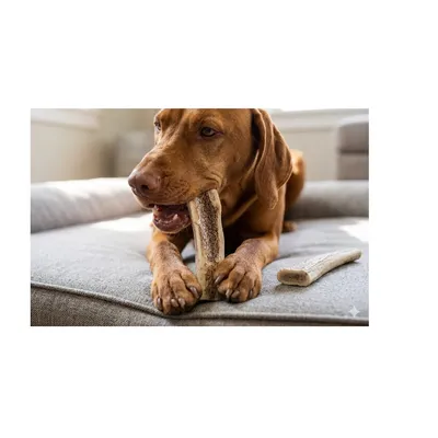 Friandises Nature Bois de cerf Easy