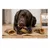 Lot de Friandises Nature Sabot de vache