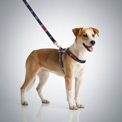 FERRIBIELLA Harnais Chien Cuir Réglable Confort - Bordeaux