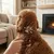 FERRIBIELLA Lames Décapage Chien Acier Inox Pro - Multicolore