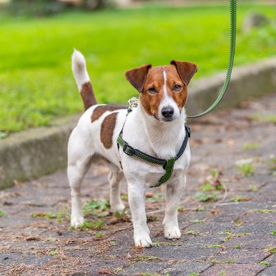 Ferplast - Laisse pour chien - Daytona Deluxe