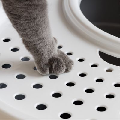 Maison de Toilette pour Chat avec Pelle, Max 7 kg, Ouverture en Haut