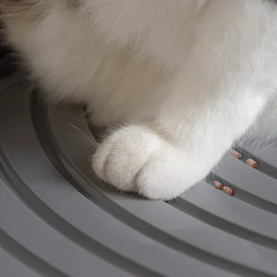 Maison de Toilette pour Chat avec Pelle, Max 7 kg, Ouverture en Haut