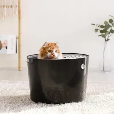 Maison de Toilette pour Chat avec Pelle, Max 7 kg, Ouverture en Haut