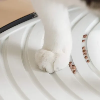 Maison de Toilette pour Chat avec Pelle, Max 7 kg, Ouverture en Haut