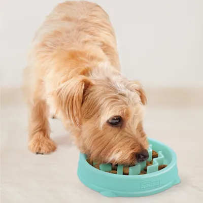 Outward Hound - Mangeoire lente pour chiens Slo Bowl Outward Hound - Mangeoire lente pour chiens Slo Bowl