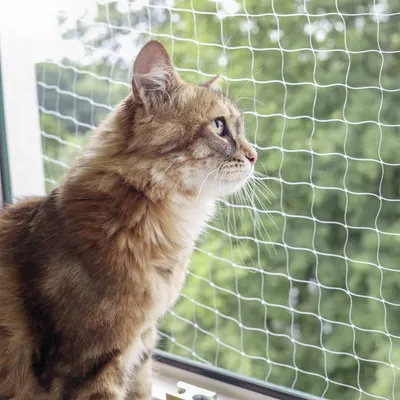 Kerbl - Filet de Protection pour Chat - Transparent Kerbl - Filet de Protection pour Chat - Transparent