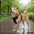 Prolenta Premium - Harnais pour chien Haris Prolenta Premium - Harnais pour chien Haris