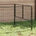 Prolenta Premium - Kennel Thieu