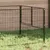 Prolenta Premium - Kennel Thieu