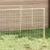 Prolenta Premium - Kennel Thieu Prolenta Premium - Kennel Thieu