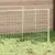 Prolenta Premium - Kennel Thieu Prolenta Premium - Kennel Thieu