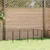 Prolenta Premium - Kennel Thieu