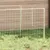 Prolenta Premium - Kennel Thieu Prolenta Premium - Kennel Thieu