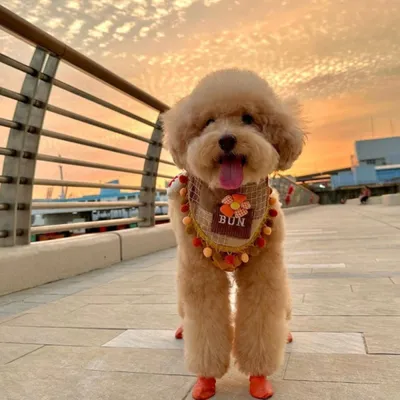 PAWZ Hundeschuhe PAWZ Hundeschuhe