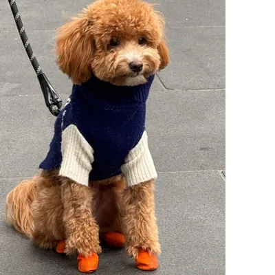 PAWZ Hundeschuhe PAWZ Hundeschuhe