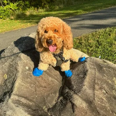 PAWZ Hundeschuhe PAWZ Hundeschuhe