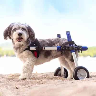 Walkin' Pets Chariot roulant pour chien handicapé Walkin' Pets Chariot roulant pour chien handicapé